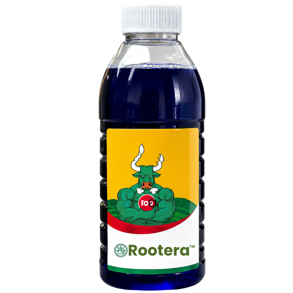 Rootera
