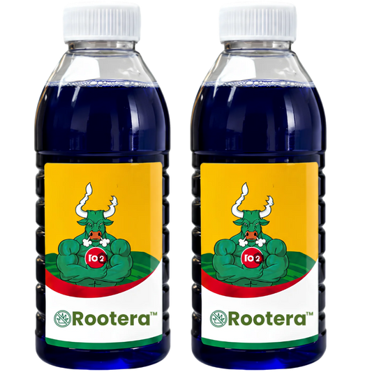 Rootera