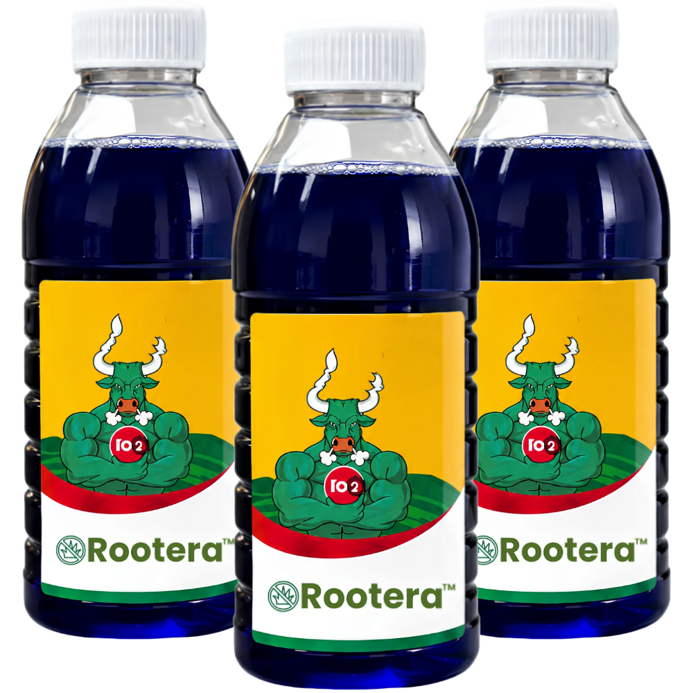 Rootera