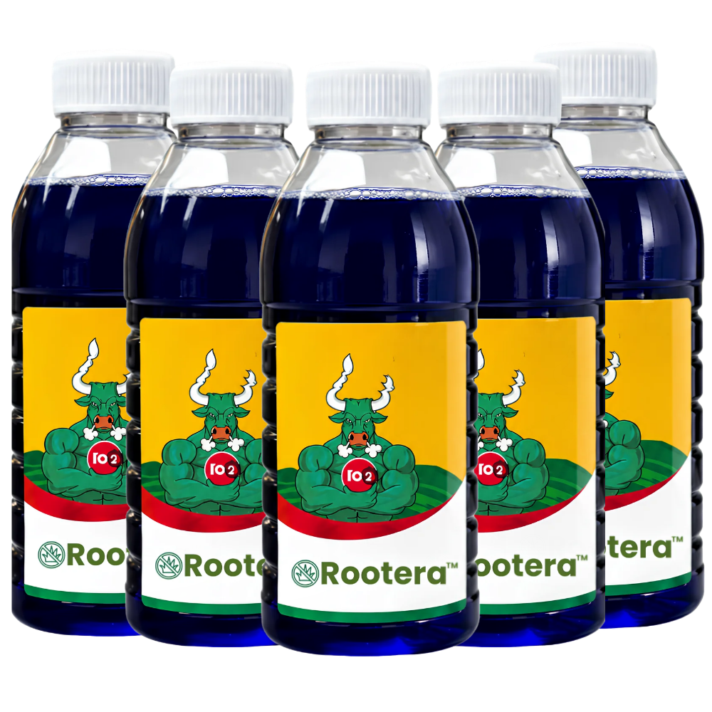 Rootera